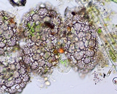 Netzelia tuberculata