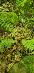 Polystichum braunii image