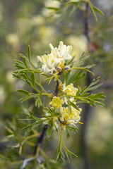 Petrophile squamata