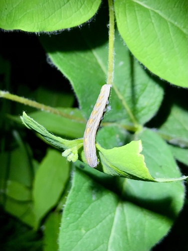 Honeysuckle budworm photo 3