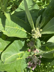 Asclepias syriaca