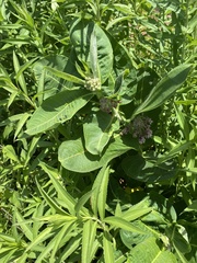 Asclepias syriaca