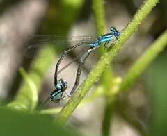Enallagma divagans