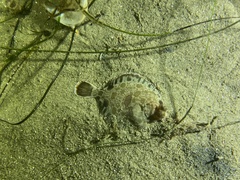 Pleuronichthys verticalis