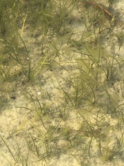 Syringodium filiforme