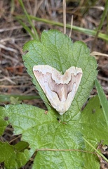 Sabulodes edwardsata