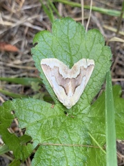 Sabulodes edwardsata