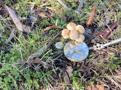 Mycena clarkeana