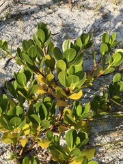 Scaevola plumieri