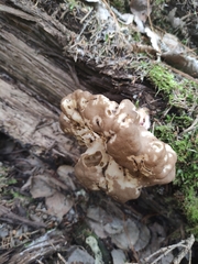 Gyromitra sphaerospora
