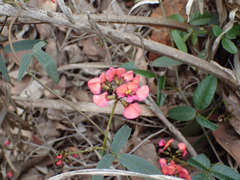 Kennedia coccinea