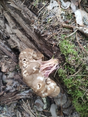 Gyromitra sphaerospora