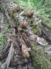 Gyromitra sphaerospora