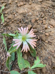 Silene salmonacea