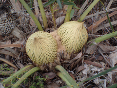 Macrozamia fraseri