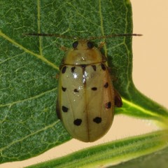 Walterianella durangoensis