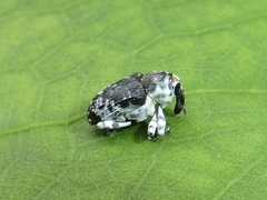 Peridinetus ecuadoricus