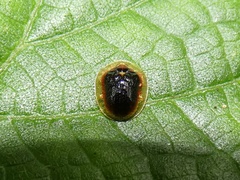 Charidotella semiatrata