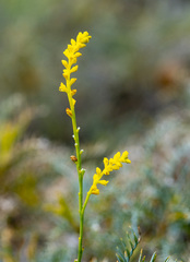 Synaphea petiolaris