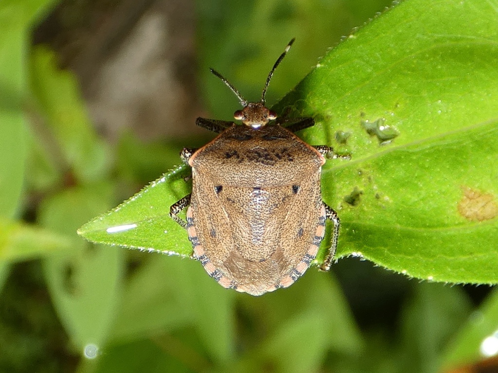 Lopadusa fuscopunctata