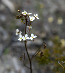 Stylidium hispidum