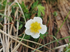Geum pentapetalum