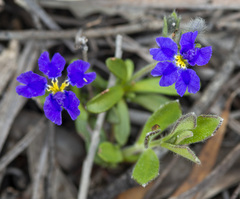 Dampiera linearis