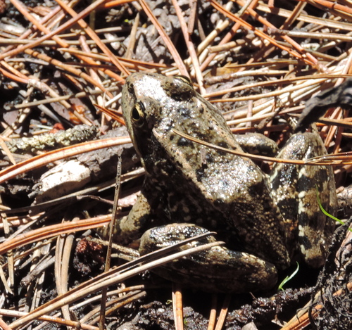 California Red-legged Frog