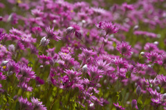Rhodanthe chlorocephala