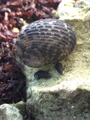 Nerita tessellata