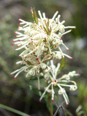 Petrophile linearis