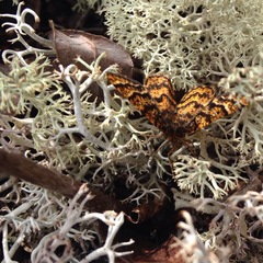 Epelis truncataria