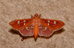 Phostria temira