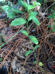 Dyschoriste oblongifolia