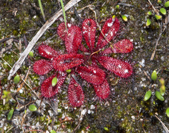 Drosera rosulata