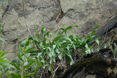 Allium nutans