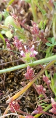 Trifolium variegatum