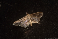 Merodictya marmorata
