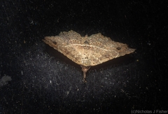 Philogethes metableta