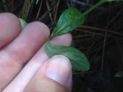 Dyschoriste oblongifolia