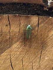 Buprestis confluenta