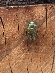 Buprestis confluenta