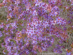 Calytrix leschenaultii