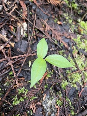 Neottia banksiana