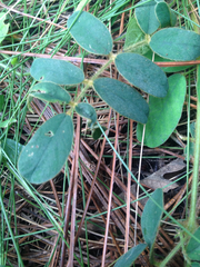 Tephrosia spicata