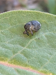 Rhyssomatus lineaticollis