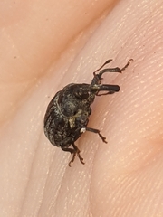 Rhyssomatus lineaticollis