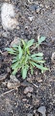 Hornungia procumbens