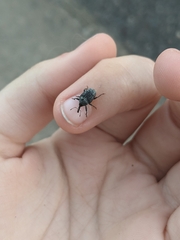 Rhyssomatus lineaticollis