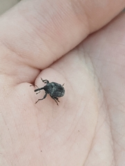 Rhyssomatus lineaticollis